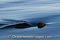 Shark dorsal fin Photo - Chris & Monique Fallows