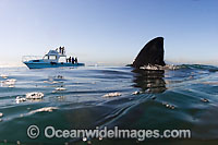 Shark dorsal fin Photo - Chris & Monique Fallows