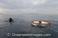 Great White shark cage Photo - Chris & Monique Fallows