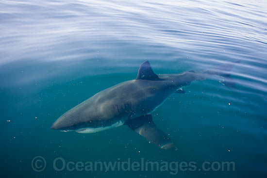 Great White Shark on surface photo Great White Shark on surface photo