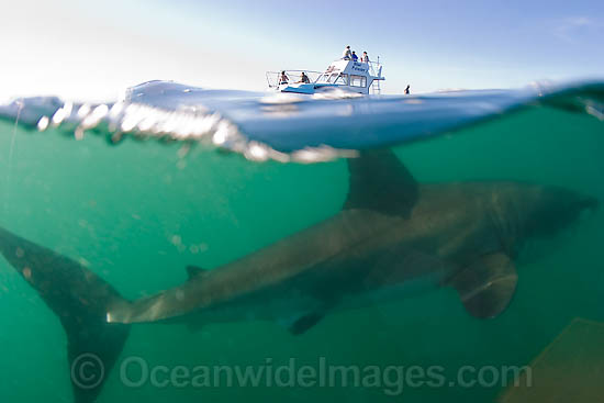 Great White Shark on surface photo Great White Shark on surface photo