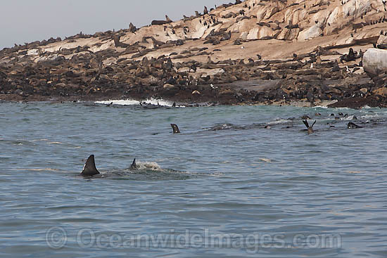 Great White Shark near seal colony photo Great White Shark near seal colony photo