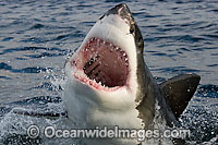 Great White Shark jaws Photo - Chris & Monique Fallows