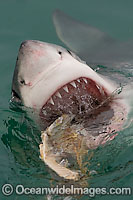 Great White Shark jaws Photo - Chris & Monique Fallows