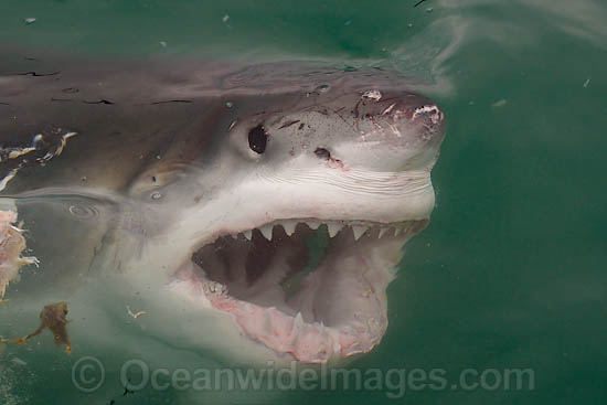 Great White Shark jaws photo Great White Shark jaws photo