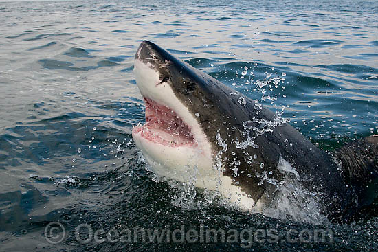 Great White Shark jaws photo Great White Shark jaws photo