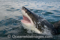 Great White Shark jaws Photo - Chris & Monique Fallows