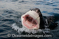 Great White Shark jaws Photo - Chris & Monique Fallows