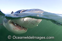 Great White Shark underwater Photo - Chris & Monique Fallows