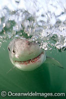 Great White Shark underwater Photo - Chris & Monique Fallows