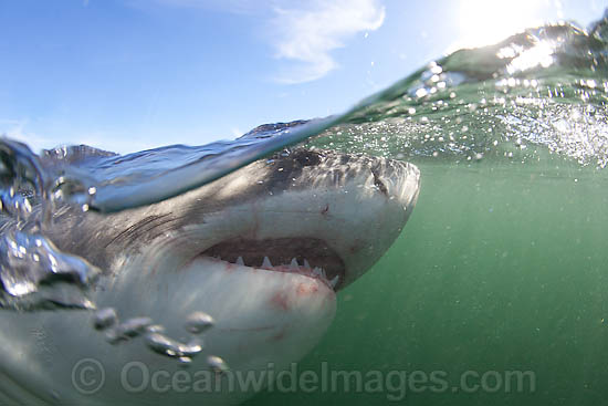 Great White Shark underwater photo Great White Shark underwater photo