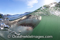 Great White Shark underwater Photo - Chris & Monique Fallows
