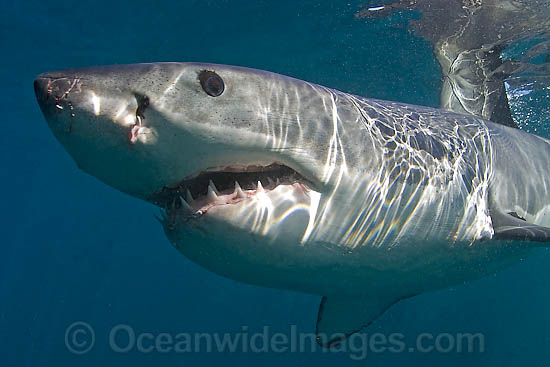Great White Shark underwater photo Great White Shark underwater photo