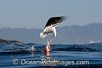Cape Gull feeding on Seal entrails Photo - Chris & Monique Fallows