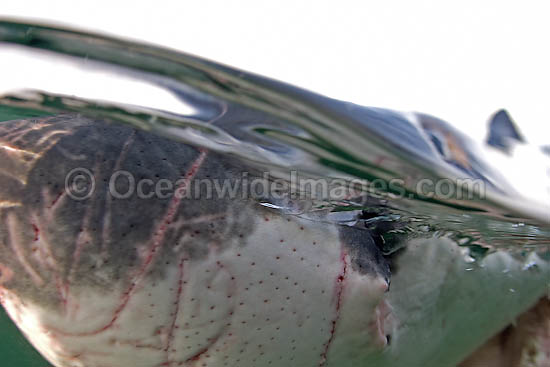 Great White Shark ampullae photo Great White Shark ampullae photo