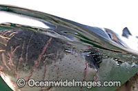 Great White Shark ampullae Photo - Chris & Monique Fallows