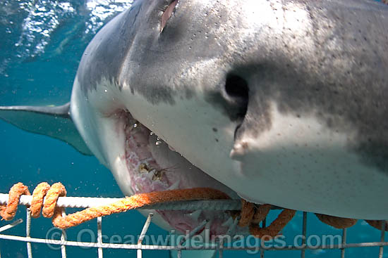 Great White Shark biting cage photo Great White Shark biting cage photo