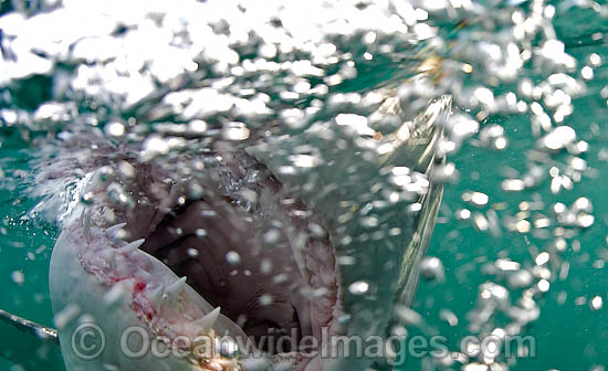 Great White Shark underwater photo Great White Shark underwater photo