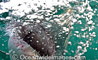 Great White Shark underwater Photo - Chris & Monique Fallows