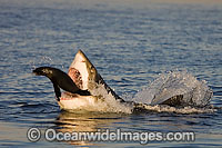 Great White Shark hunting seal Photo - Chris & Monique Fallows