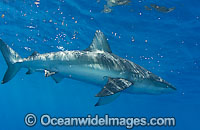 Pigeye Shark Photo - Chris & Monique Fallows