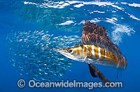 Sailfish feeding on sardines Photo - Chris & Monique Fallows