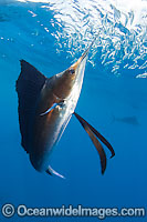 Sailfish feeding on sardines Photo - Chris & Monique Fallows