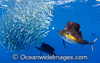 Sailfish feeding on sardines Photo - Chris & Monique Fallows