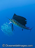 Sailfish feeding on schooling sardines Photo - Chris & Monique Fallows
