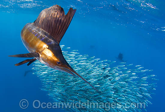 Sailfish feeding on sardines photo Sailfish feeding on sardines photo