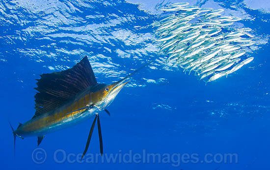Sailfish feeding on schooling sardines photo Sailfish feeding on schooling sardines photo