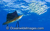 Sailfish feeding on schooling sardines Photo - Chris & Monique Fallows