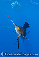 Sailfish feeding on sardines Photo - Chris & Monique Fallows