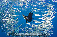 Sailfish feeding on sardines Photo - Chris & Monique Fallows