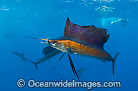 Sailfish feeding on schooling sardines Photo - Chris & Monique Fallows