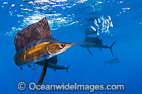 Sailfish feeding on sardines Photo - Chris & Monique Fallows