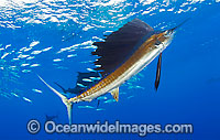 Sailfish feeding on schooling sardines Photo - Chris & Monique Fallows