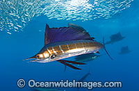 Sailfish feeding on sardines Photo - Chris & Monique Fallows