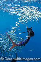 Sailfish feeding on sardines Photo - Chris & Monique Fallows