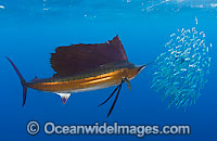 Sailfish feeding on sardines Photo - Chris & Monique Fallows