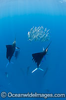 Sailfish feeding on sardines Photo - Chris & Monique Fallows