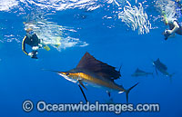 Snorkel divers and Sailfish Photo - Chris & Monique Fallows
