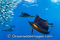 Sailfish feeding on sardines Photo - Chris & Monique Fallows