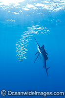 Sailfish feeding on sardines Photo - Chris & Monique Fallows