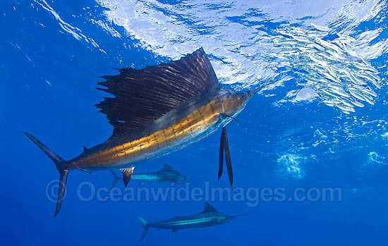 Sailfish feeding on sardines photo Sailfish feeding on sardines photo