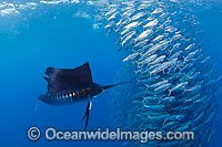 Sailfish feeding on sardines Photo - Chris & Monique Fallows
