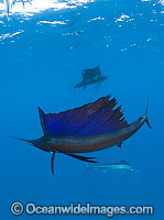 Atlantic Sailfish Photo - Chris & Monique Fallows