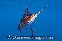 Atlantic Sailfish Istiophorus albicans Photo - Chris & Monique Fallows