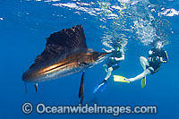 Snorkel divers and Sailfish Photo - Chris & Monique Fallows
