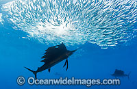 Sailfish feeding on sardines Photo - Chris & Monique Fallows